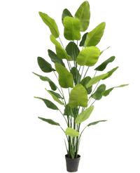 Plante artificielle Strelitzia Real Touch Deluxe 300 cm