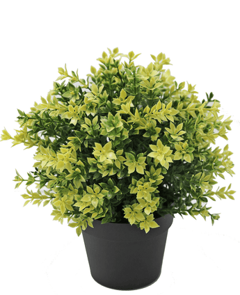 Plante artificielle cyprès jaune 22 cm UV