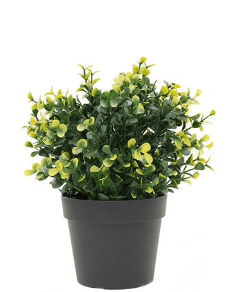 Plante artificielle cyprès jaune en pot 19 cm UV