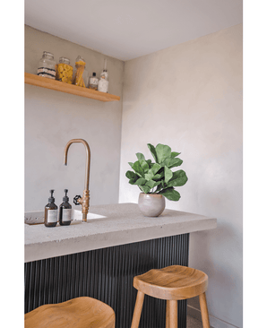 Plante de tabac Fiddle Leaf 45 cm