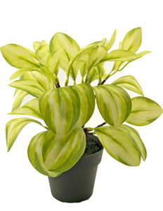 Plante artificielle Rohdea 28 cm vert