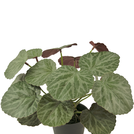Plante artificielle Saxifraga 27 cm