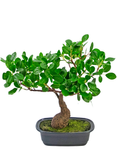 Plante artificielle Bonsai Ficus 30 cm