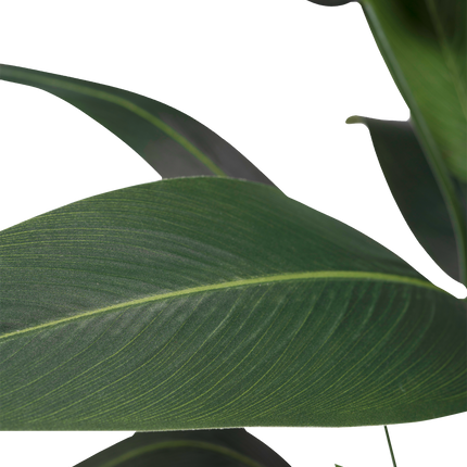 Plante artificielle Heliconia 210 cm