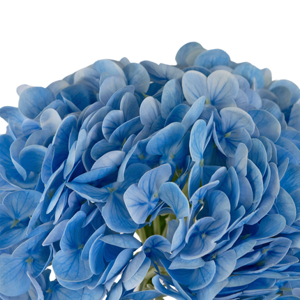 Hortensia artificiel "Annabelle" Real Touch Bleu 55 cm