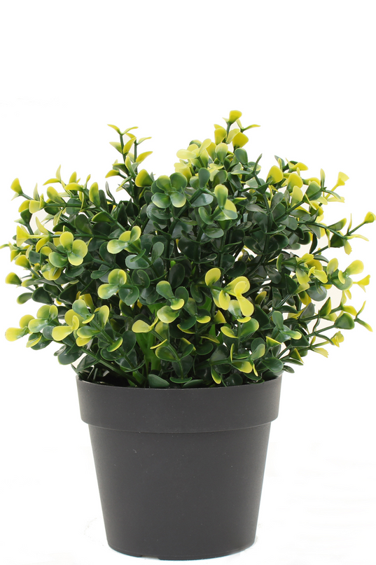 Plante artificielle cyprès jaune en pot 19 cm UV