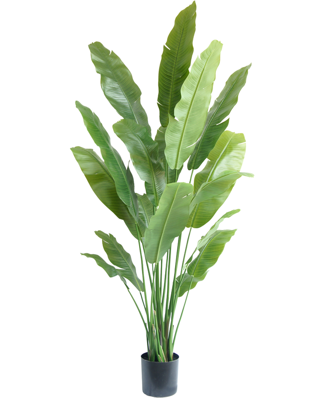 Plante artificielle Strelitzia Nicolai Deluxe 195 cm