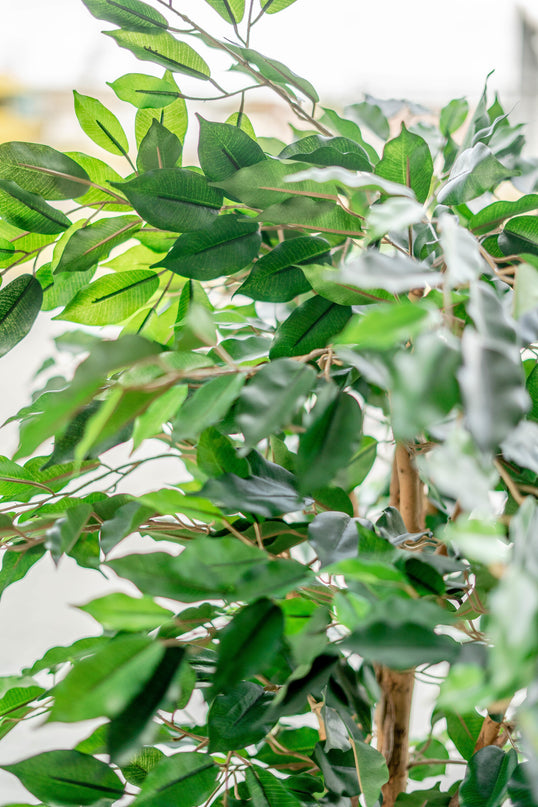 Plante artificielle Ficus Green 150 cm