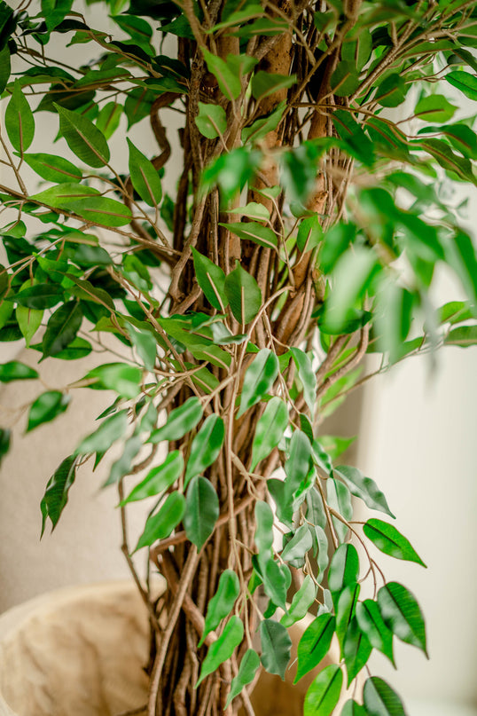 Plante artificielle Ficus Liana 180 cm