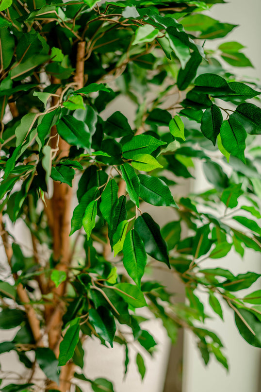 Plante artificielle Ficus Green 180 cm