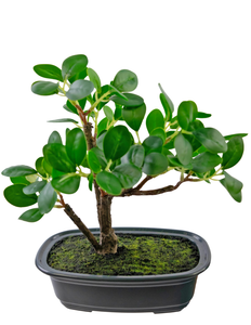 Plante artificielle Bonsai Ficus 20 cm