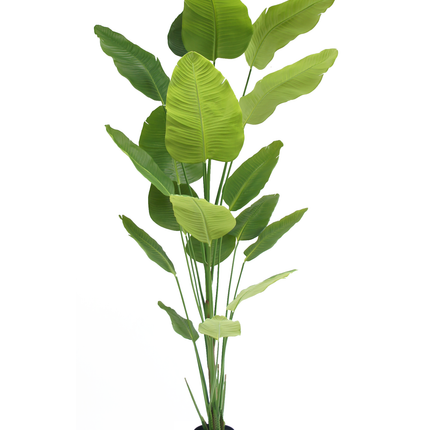 Plante artificielle Strelitzia 240 cm real touch
