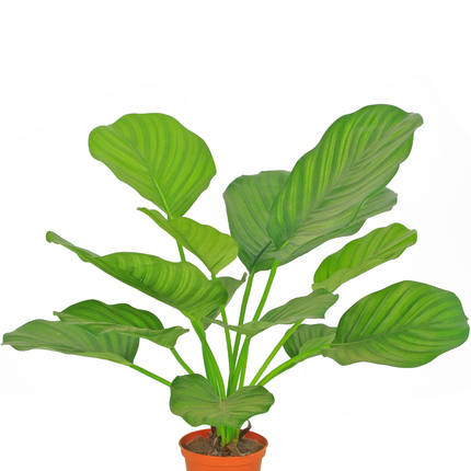 Plante artificielle Calathea 46 cm