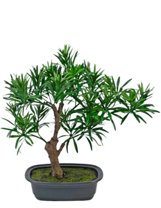 Plante artificielle Bonsai Podocarpus 30 cm