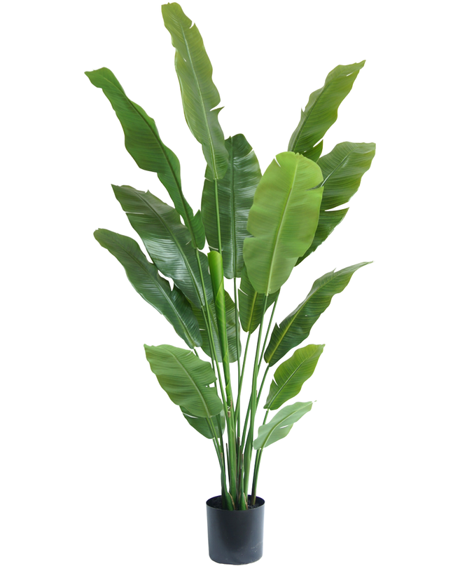Plante artificielle Strelitzia Nicolai Deluxe 185 cm
